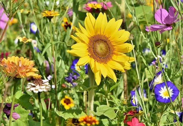 Meilleur Outils de Jardinage : Guide d'Achat Complet